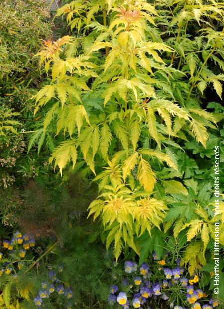 © Hortival Diffusion - Tous droits réservés