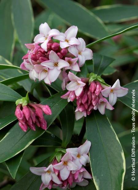 DAPHNE odora 'AUREOMARGINATA