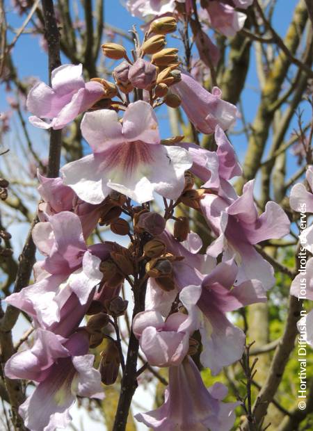 © Hortival Diffusion - Tous droits réservés