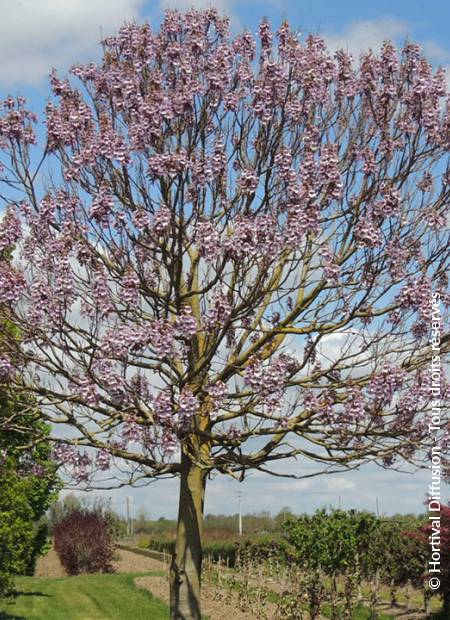 © Hortival Diffusion - Tous droits réservés