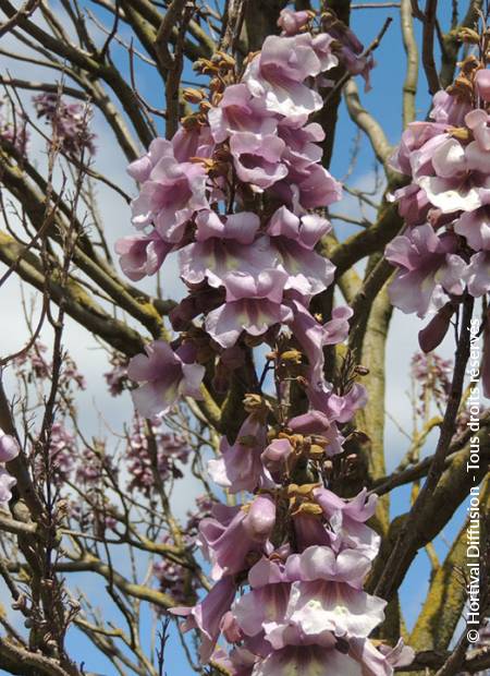 © Hortival Diffusion - Tous droits réservés