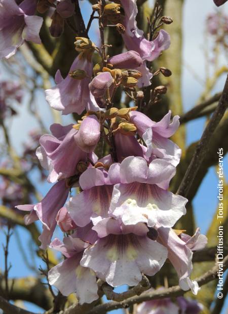 © Hortival Diffusion - Tous droits réservés