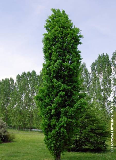 © Hortival Diffusion - Tous droits réservés