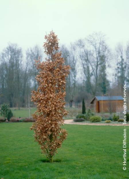 © Hortival Diffusion - Tous droits réservés