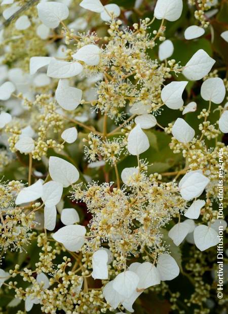 © Hortival Diffusion - Tous droits réservés