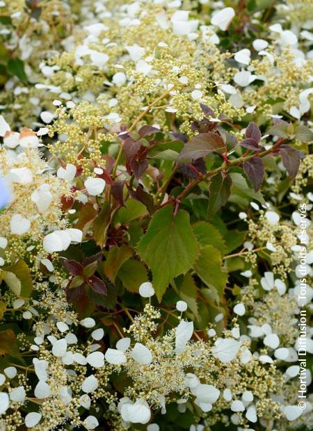 © Hortival Diffusion - Tous droits réservés