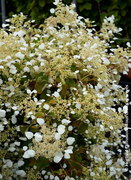 © Hortival Diffusion - Tous droits réservés