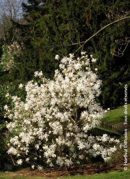 © Hortival Diffusion - Tous droits réservés