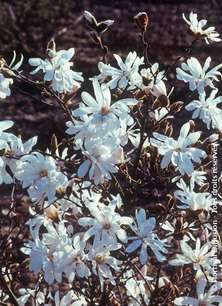 © Hortival Diffusion - Tous droits réservés