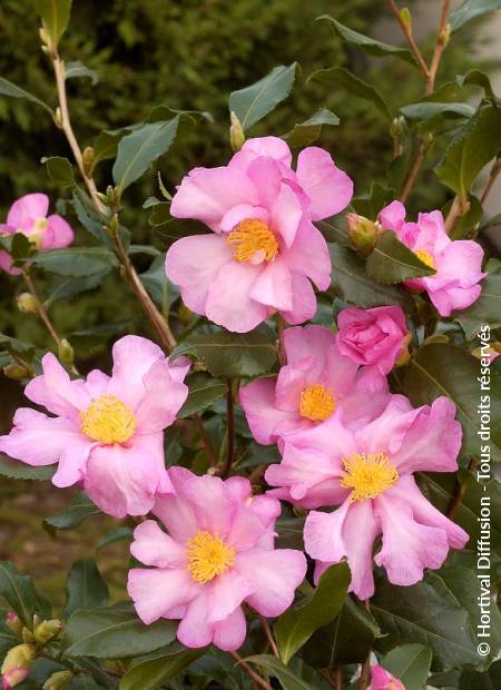 CAMELLIA sasanqua 'CLEOPATRA' | Minier Solution Pro