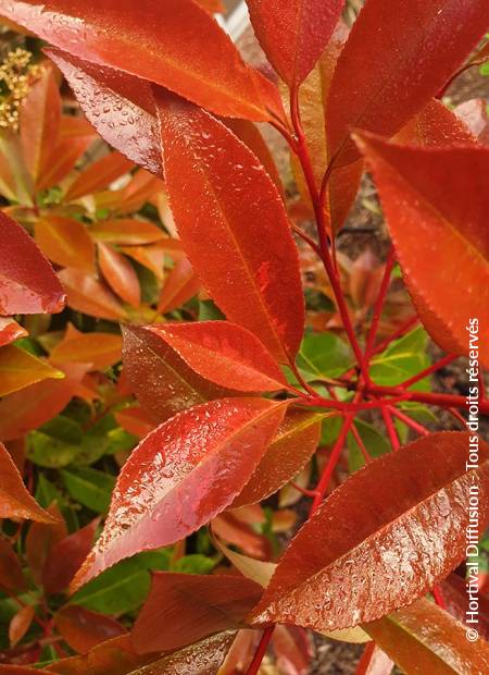 © Hortival Diffusion - Tous droits réservés