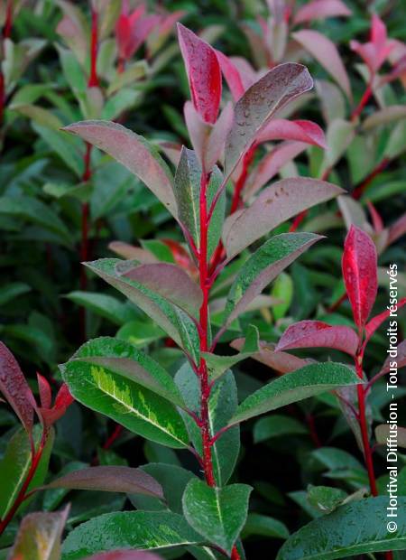 © Hortival Diffusion - Tous droits réservés