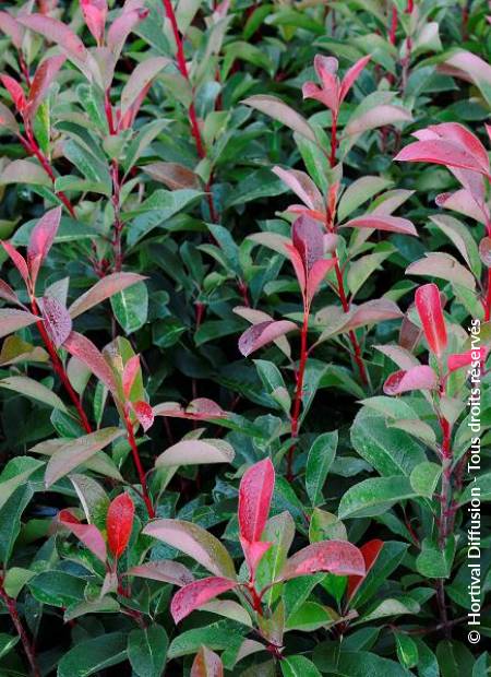© Hortival Diffusion - Tous droits réservés