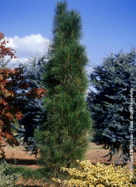 © Hortival Diffusion - Tous droits réservés