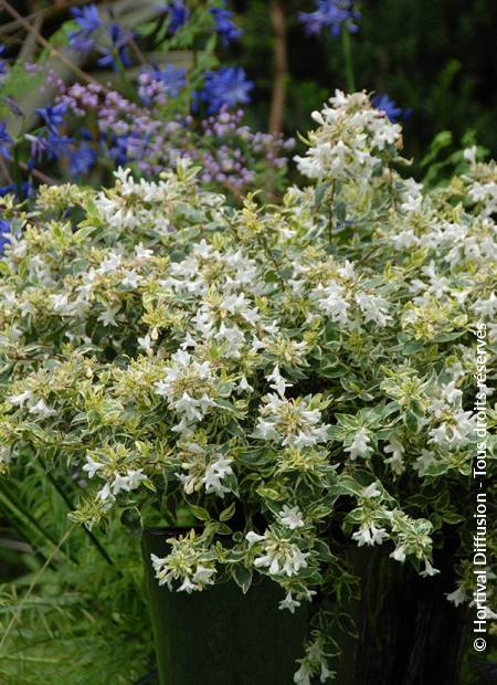 © Hortival Diffusion - Tous droits réservés