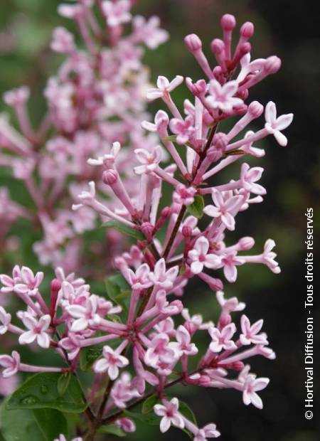 © Hortival Diffusion - Tous droits réservés