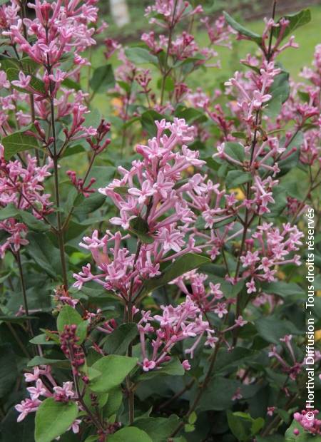 © Hortival Diffusion - Tous droits réservés