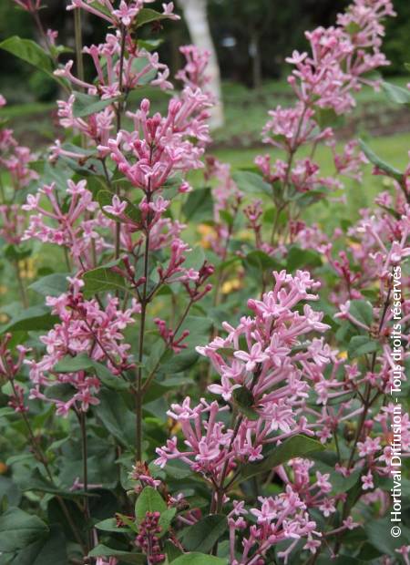 © Hortival Diffusion - Tous droits réservés