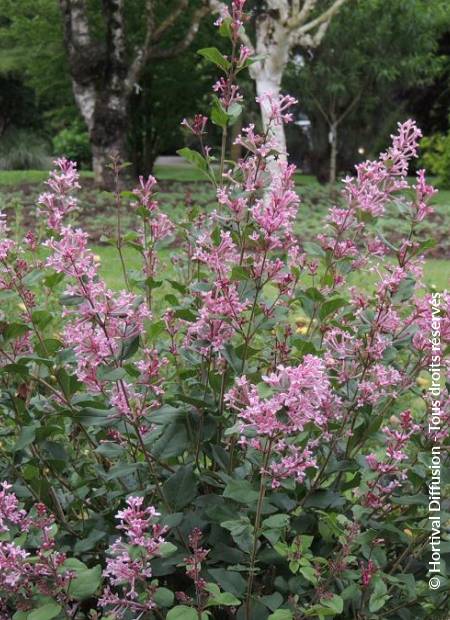 © Hortival Diffusion - Tous droits réservés