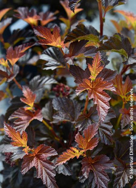 © Hortival Diffusion - Tous droits réservés