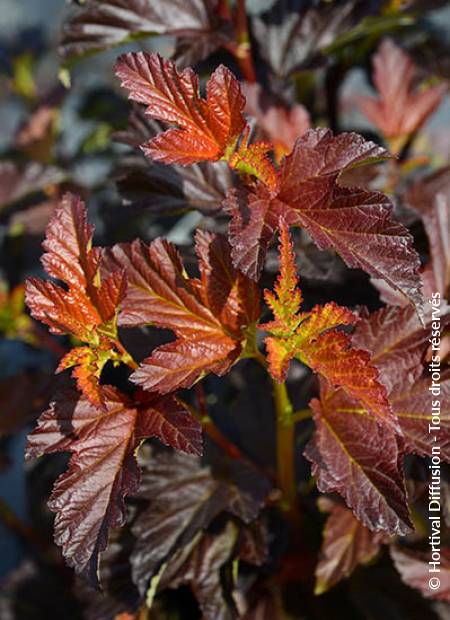 © Hortival Diffusion - Tous droits réservés