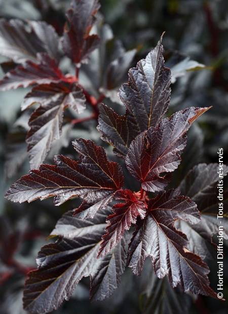 © Hortival Diffusion - Tous droits réservés