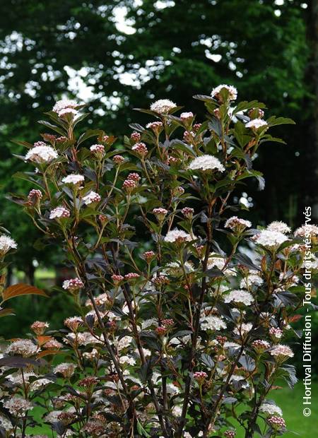 © Hortival Diffusion - Tous droits réservés