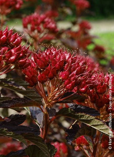 © Hortival Diffusion - Tous droits réservés