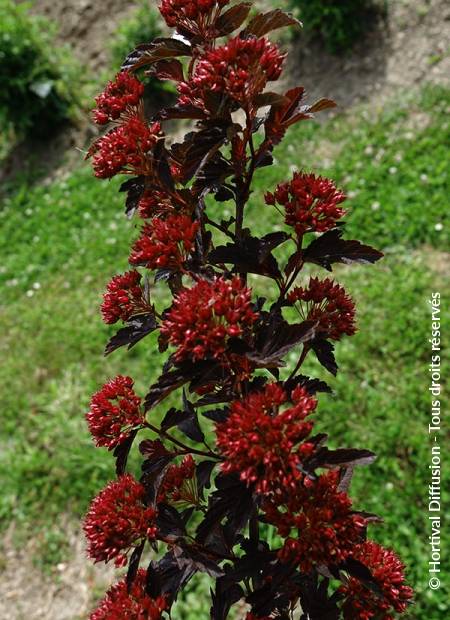 © Hortival Diffusion - Tous droits réservés