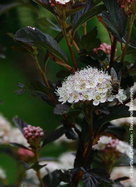 © Hortival Diffusion - Tous droits réservés
