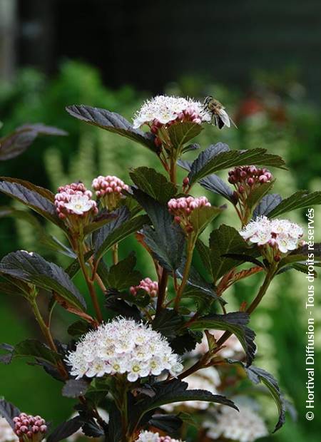© Hortival Diffusion - Tous droits réservés