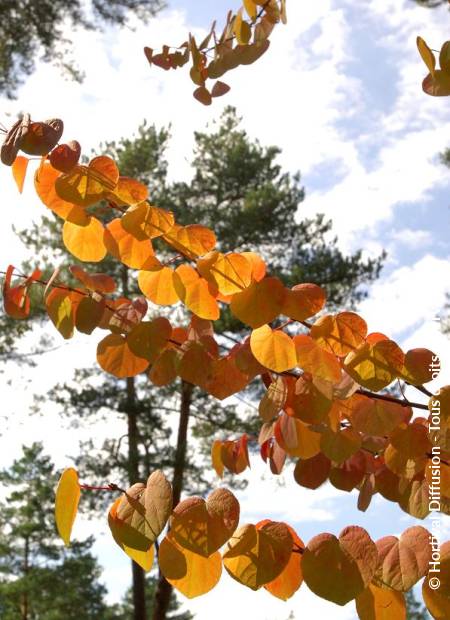 © Hortival Diffusion - Tous droits réservés