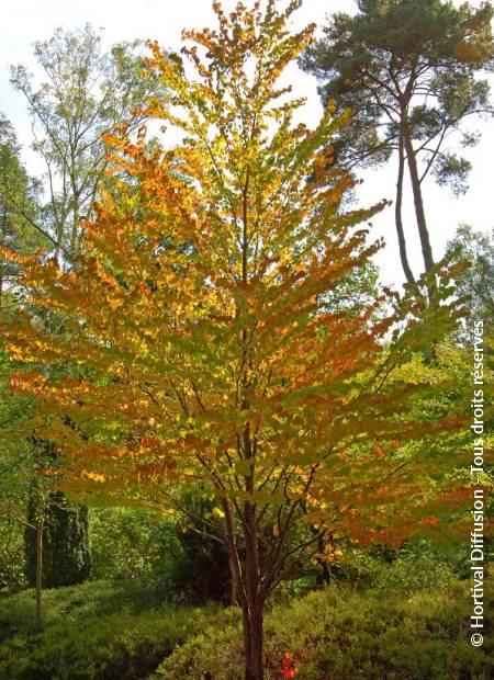 © Hortival Diffusion - Tous droits réservés