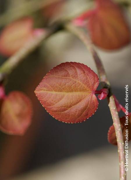 © Hortival Diffusion - Tous droits réservés