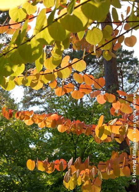 © Hortival Diffusion - Tous droits réservés