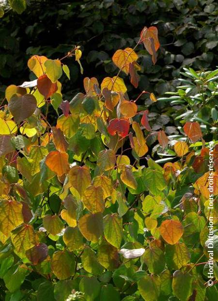 © Hortival Diffusion - Tous droits réservés