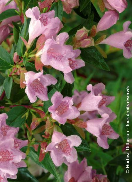 © Hortival Diffusion - Tous droits réservés