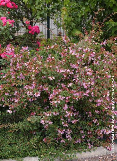 © Hortival Diffusion - Tous droits réservés