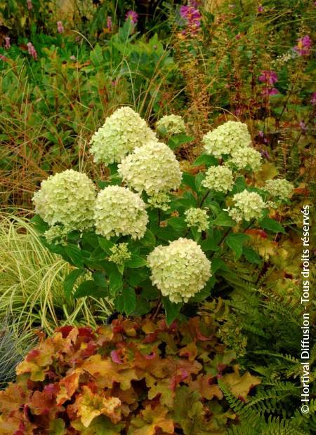 © Hortival Diffusion - Tous droits réservés