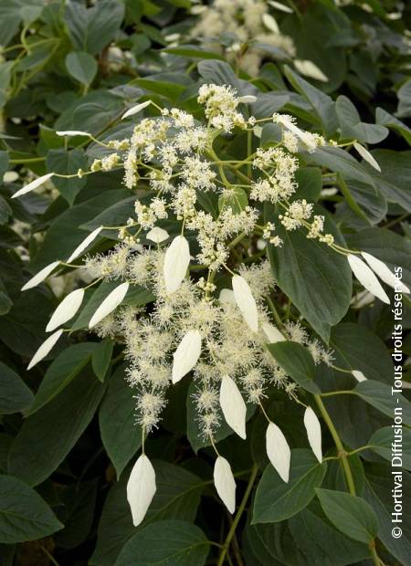 © Hortival Diffusion - Tous droits réservés