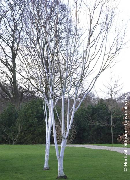 © Hortival Diffusion - Tous droits réservés