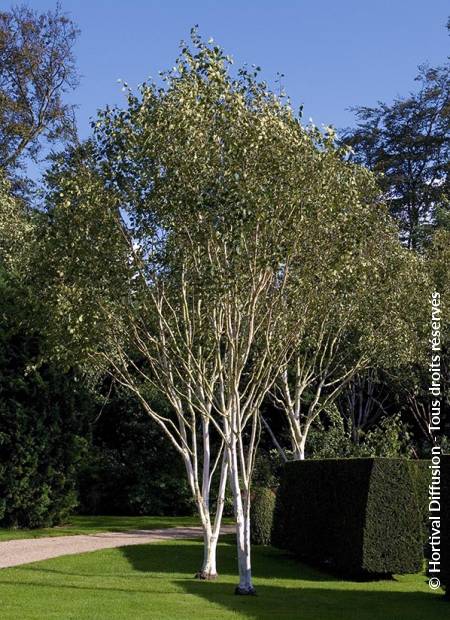 © Hortival Diffusion - Tous droits réservés