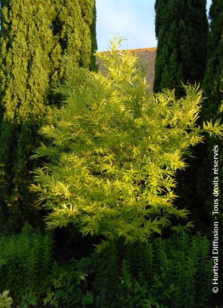 © Hortival Diffusion - Tous droits réservés