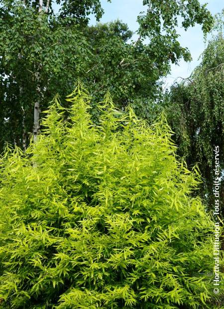 © Hortival Diffusion - Tous droits réservés