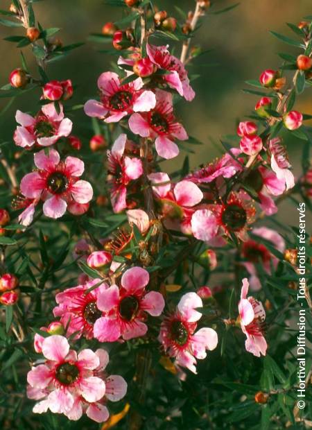 © Hortival Diffusion - Tous droits réservés