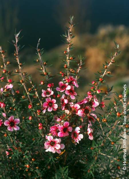 © Hortival Diffusion - Tous droits réservés