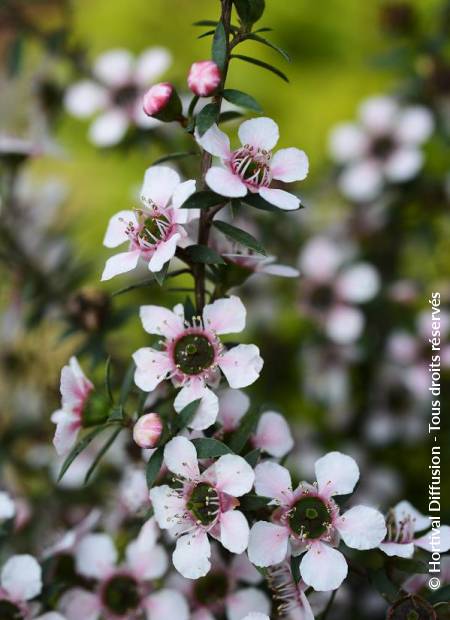 © Hortival Diffusion - Tous droits réservés