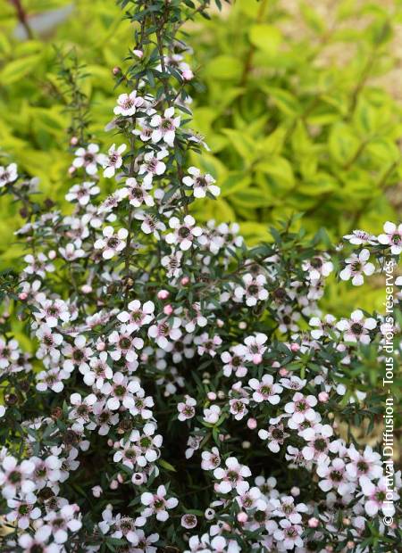 © Hortival Diffusion - Tous droits réservés