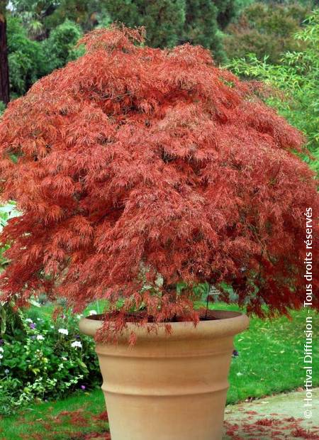 ACER palmatum var.dissectum 'GARNET' | Minier Solution Pro