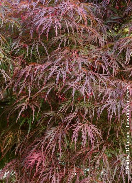 © Hortival Diffusion - Tous droits réservés